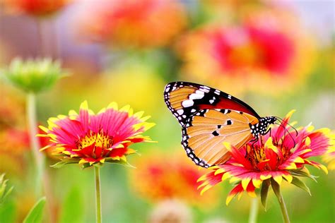 stock images flowers